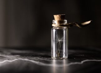 Czym doświetlać sadzonki?