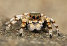 Dlaczego pająki boją się Kasztanów?
