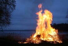 Jakie drzewo nie nadaje się na ognisko?