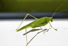 Ile kosztuje ościeżnica regulowana do drzwi?